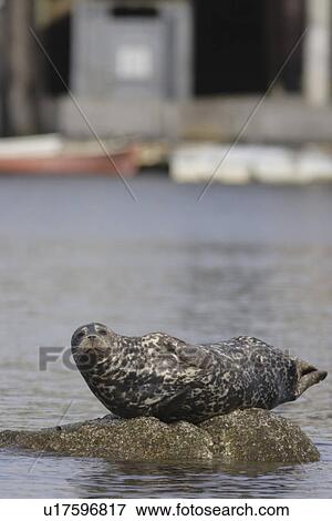 Harbour seal, Phoca vitulina, basking on isolated rock near harbour side Monterey, California, USA View Large Photo Image Stock Photo - Harbour seal, Phoca vitulina, basking on isolated rock near harbour side Monterey, California, USA. Fotosearch