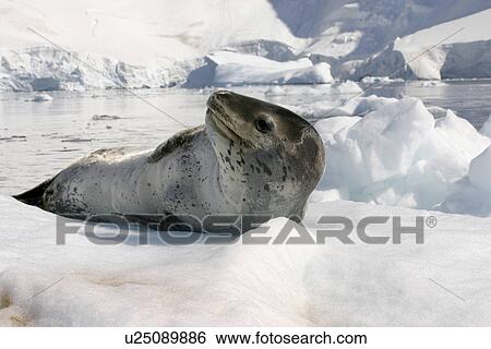 Leopard seal (Hydrurga leptonyx) resting on ice floe Antarctic Peninsula View Large Photo Image Stock Photograph - Leopard seal (Hydrurga leptonyx) resting on ice floe Antarctic Peninsula. Fotosearch