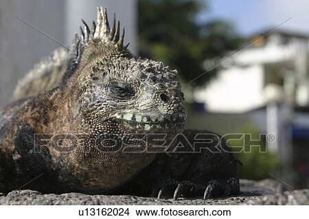 Marine Iguana. Galapagos. View Large Photo Image Picture - Marine Iguana. Galapagos.. Fotosearch