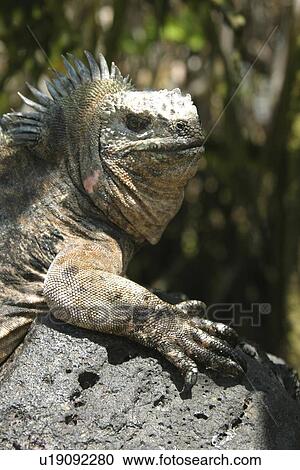 Stock Image - Marine Iguana. Galapagos.. Fotosearch