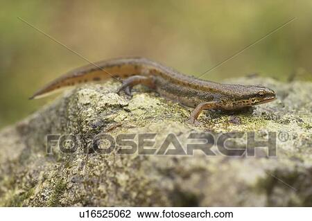 Palmate Newt (Triturus helvetica) full length shot, Newt perched on rock in rain Argyll Scotland, UK View Large Photo Image Stock Image - Palmate Newt (Triturus helvetica) full length shot, Newt perched on rock in rain Argyll Scotland, UK. Fotosearch
