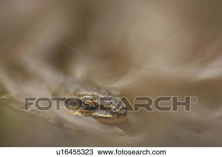 Palmate Newt (Triturus helvetica), submerged in puddle while on the move Argyll Scotland, UK View Large Photo Image Stock Image - Palmate Newt (Triturus helvetica), submerged in puddle while on the move Argyll Scotland, UK. Fotosearch