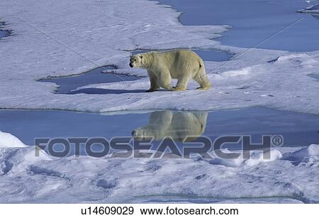 Stock Photo - Polar Bear (Ursus Maritimus) and its mirroring when walking along a meltwater pond. North Spitsbergen, Svalbard. Fotosearch