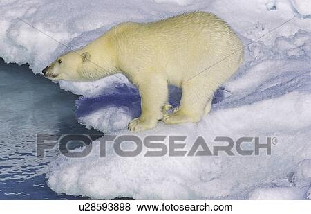 Polar bear (Ursus maritimus) on an ice floe. Scoresbysund, East Greenland View Large Photo Image Stock Photo - Polar bear (Ursus maritimus) on an ice floe. Scoresbysund, East Greenland. Fotosearch