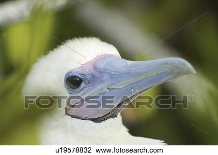Stock Image - Red-footed booby (Sula sula). Galapagos.. Fotosearch