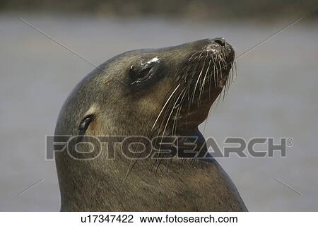 Stock Image - Sealion. Bartoleme, Galapagos.. Fotosearch
