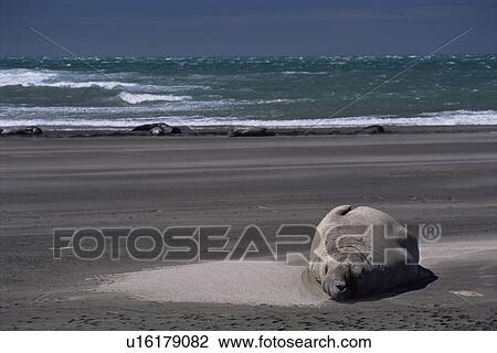 Stock Image - Southern Elephant Seal (Mirounga leonina) resting on a windswept beach. Punta Delgada, Valdes Peninsula, Chubut Province, Argentina.. Fotosearch