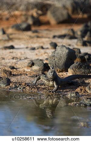 The endemic marine iguana (Amblyrhynchus cristatus) in the Galapagos Island Group, Ecuador. This is the only marine iguana in the world, with many of the main islands having it's own subspecies. Pacific Ocean. View Large Photo Image Stock Image - The endemic marine iguana (Amblyrhynchus cristatus) in the Galapagos Island Group, Ecuador. This is the only marine iguana in the world, with many of the main islands having it's own subspecies. Pacific Ocean.. Fotosearch