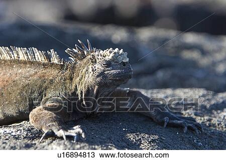 Stock Image - The endemic marine iguana (Amblyrhynchus cristatus) in the Galapagos Island Group, Ecuador. This is the only marine iguana in the world, with many of the main islands having it's own subspecies. Pacific Ocean.. Fotosearch
