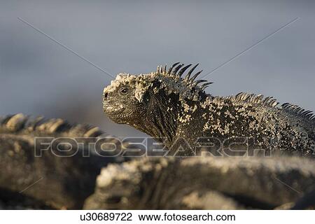 Stock Image - The endemic marine iguana (Amblyrhynchus cristatus) in the Galapagos Island Group, Ecuador. This is the only marine iguana in the world, with many of the main islands having it's own subspecies. Pacific Ocean.. Fotosearch