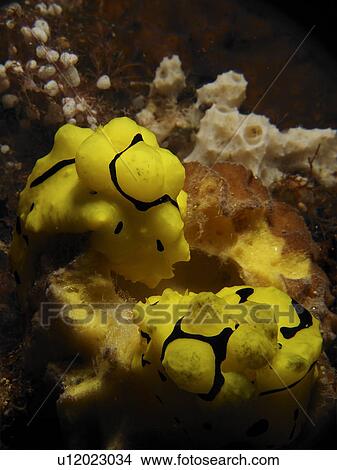 Picture - A pair of Gardiners Seaslug (Notodoris gardineri) having breakfast. Cabilao island. Philippines. Taken 2007. Fotosearch