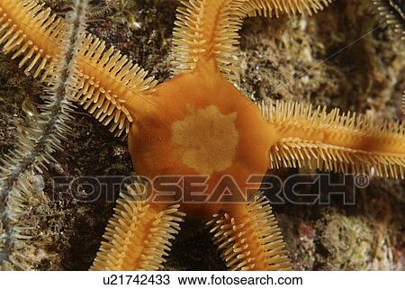 Stock Image - Black Brittle Starfish (Ophiocomino nigra), orange variety of black brittle starfish, St Abbs, Scotland, UK North Sea. Fotosearch