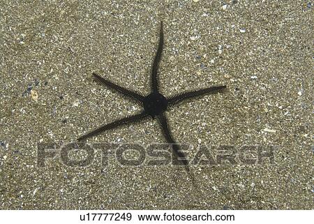 Black Brittle Starfish (Ophiocomino nigra), single individual on pale coloured sand background, St Abbs, Scotland, UK North Sea View Large Photo Image Stock Photo - Black Brittle Starfish (Ophiocomino nigra), single individual on pale coloured sand background, St Abbs, Scotland, UK North Sea. Fotosearch