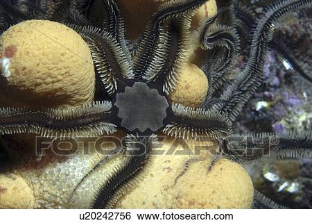 Black Brittle Starfish (Ophiocomino nigra), black variety on soft coral and fragile brittle starfish, St Abbs, Scotland, UK North Sea View Large Photo Image Stock Photograph - Black Brittle Starfish (Ophiocomino nigra), black variety on soft coral and fragile brittle starfish, St Abbs, Scotland, UK North Sea. Fotosearch