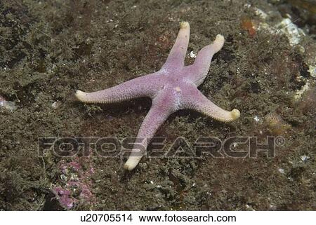 Bloody Henry (Henricia, Sanguinolenta), pink five-armed starfish on rock surface, St Abbs, Scotland, UK View Large Photo Image Picture - Bloody Henry (Henricia, Sanguinolenta), pink five-armed starfish on rock surface, St Abbs, Scotland, UK. Fotosearch