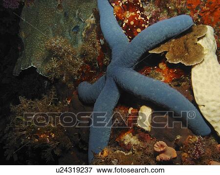 Stock Photo - Blue starfish (Lincka laevigata) clinging to the coral wall. Cabilao island. The Philippines. Taken 2007. Fotosearch