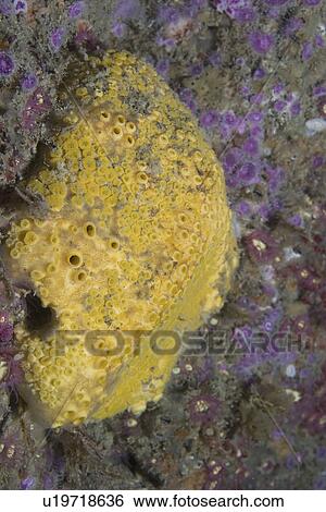Stock Photograph - Boring Sponge (Cliona celata), Gouliot Caves, Sark, Channel Islands, UK. Fotosearch