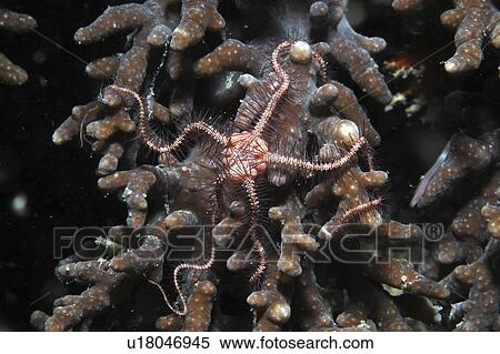 Brittlestarfish (Ophiothrix spp. ) red and pink starfish resting over brown sponge. Mabul, Borneo, Malaysia, South China Sea View Large Photo Image Stock Photography - Brittlestarfish (Ophiothrix spp. ) red and pink starfish resting over brown sponge. Mabul, Borneo, Malaysia, South China Sea. Fotosearch