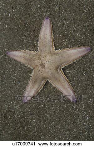 Stock Image - Burrowing Starfish (Astropecten irregularis), typical shape of five arms, pink in colour, on dark sand seabed, St Abbs, Scotland, UK North Sea. Fotosearch
