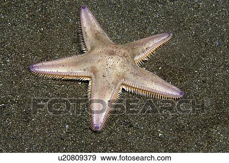 Stock Photo - Burrowing Starfish (Astropecten irregularis), typical shape of five arms, pink in colour, on dark sand seabed, St Abbs, Scotland, UK North Sea. Fotosearch