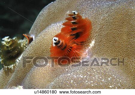 Stock Image - Christmas Tree Worm (Spirobranchus giganteus), view of red individual showing spiral formation, Mabul, Borneo, Malaysia, South China Sea. Fotosearch