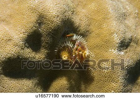 Stock Image - Christmas tree worm (Spirobranchus giganteus). Borneo, Malaysia. Fotosearch
