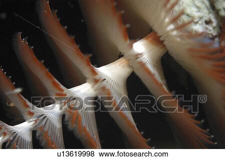 Christmas Tree Worm (Spirobranchus giganteus), Close up of individual showing spiral formation, Cayman Brac, Cayman Islands, Caribbean View Large Photo Image Stock Photo - Christmas Tree Worm (Spirobranchus giganteus), Close up of individual showing spiral formation, Cayman Brac, Cayman Islands, Caribbean. Fotosearch