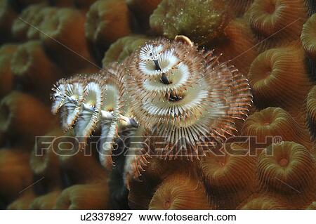 Christmas Tree Worm (Spirobranchus giganteus), Close up of individual on ochre coloured hard coral, Cayman Brac, Cayman Islands, Caribbean View Large Photo Image Stock Photo - Christmas Tree Worm (Spirobranchus giganteus), Close up of individual on ochre coloured hard coral, Cayman Brac, Cayman Islands, Caribbean. Fotosearch