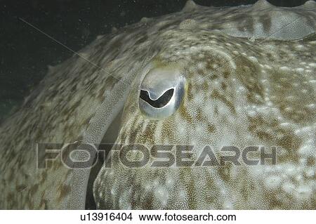Common Cuttlefish (Sepia latimanus), close ups of head showing half-moon shaped eye, Mabul, Borneo, Malaysia, South China Sea View Large Photo Image Picture - Common Cuttlefish (Sepia latimanus), close ups of head showing half-moon shaped eye, Mabul, Borneo, Malaysia, South China Sea. Fotosearch