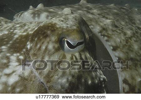 Common Cuttlefish (Sepia latimanus), close ups of head showing half-moon shaped eye, Mabul, Borneo, Malaysia, South China Sea View Large Photo Image Stock Photo - Common Cuttlefish (Sepia latimanus), close ups of head showing half-moon shaped eye, Mabul, Borneo, Malaysia, South China Sea. Fotosearch