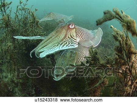 Common Cuttlefish (Sepia officinalis). Group swimming through seaweed. Babbacombe, Torquay, South Devon, UK. View Large Photo Image Stock Photo - Common Cuttlefish (Sepia officinalis). Group swimming through seaweed. Babbacombe, Torquay, South Devon, UK.. Fotosearch