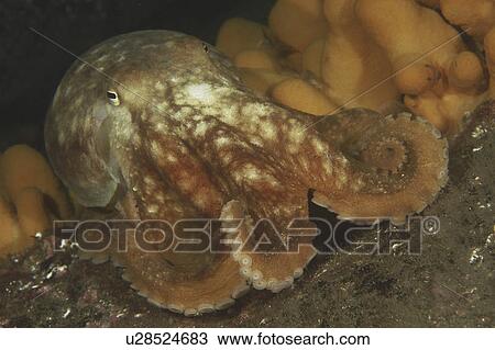 Stock Image - Common Octopus (Octopus vulgaris). St Abbs Reserve, Berwickshire, Scotland. . Fotosearch