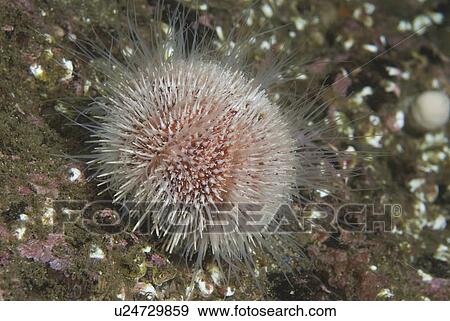 Common Sea Urchin (Echinus esculentus), view showing colourful shell, spines and tube feet extended on indistinct background, St Abbs, Scotland, UK View Large Photo Image Stock Photo - Common Sea Urchin (Echinus esculentus), view showing colourful shell, spines and tube feet extended on indistinct background, St Abbs, Scotland, UK. Fotosearch