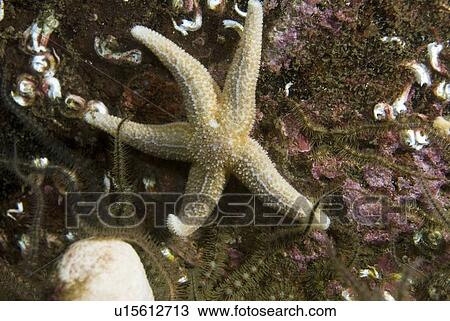 Stock Image -  Common Starfish (Asterias rubens), common starfish grazing on algae covered dark red rock, Eyemouth, Scotland, UK North Sea. Fotosearch