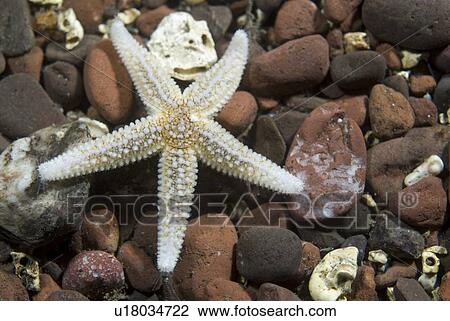 Stock Image -  Common Starfish (Asterias rubens), common starfish moving over stoney seabed, Eyemouth, Scotland, UK North Sea. Fotosearch