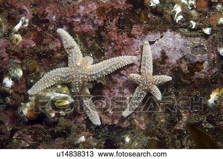 Stock Image -  Common Starfish (Asterias rubens), two common starfish grazing on algae covered dark red rock, Eyemouth, Scotland, UK North Sea. Fotosearch
