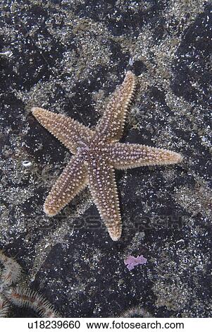 Common Starfish (Asterias rubens), two common starfish grazing on algae covered dark red rock, Eyemouth, Scotland, UK North Sea View Large Photo Image Stock Image - Common Starfish (Asterias rubens), two common starfish grazing on algae covered dark red rock, Eyemouth, Scotland, UK North Sea. Fotosearch