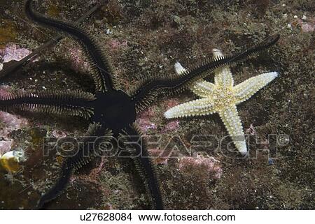 Common Starfish & Black Brittle starfish, (Asterias rubens) & (Ophiocomina nigra), one of each species moving over dark rock background, Eyemouth, Scotland, UK North Sea View Large Photo Image Picture - Common Starfish & Black Brittle starfish, (Asterias rubens) & (Ophiocomina nigra), one of each species moving over dark rock background, Eyemouth, Scotland, UK North Sea. Fotosearch