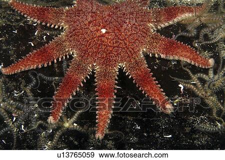 Stock Photo - Common Sunstar (Crossaster papposus), detail of brilliant orange/red multi-armed starfish on dark background, St Abbs, Scotland, UK North Sea. Fotosearch