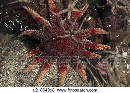 Common Sunstar (Crossaster papposus), brilliant orange/red multi-armed starfish on dark background with brittle starfish, St Abbs, Scotland, UK North Sea View Large Photo Image Stock Photo - Common Sunstar (Crossaster papposus), brilliant orange/red multi-armed starfish on dark background with brittle starfish, St Abbs, Scotland, UK North Sea. Fotosearch