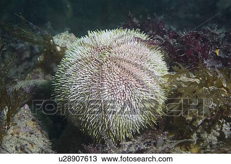 Common Urchin (Echinus esculentus), Sark, Channel Islands, UK View Large Photo Image Stock Image - Common Urchin (Echinus esculentus), Sark, Channel Islands, UK. Fotosearch