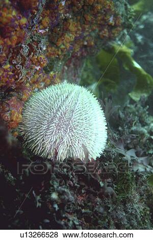 Common Urchin, Echinus (esculentus), Sark, British Isles View Large Photo Image Stock Photo - Common Urchin, Echinus (esculentus), Sark, British Isles. Fotosearch