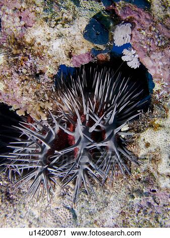 Crown-of-thorns starfish (Acanthaster planci). Ras Ghozlani, Sharm El Sheikh, South Sinai, Red Sea, Egypt. View Large Photo Image Stock Image - Crown-of-thorns starfish (Acanthaster planci). Ras Ghozlani, Sharm El Sheikh, South Sinai, Red Sea, Egypt.. Fotosearch