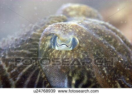 Cuttlefish close up, Sepia officinalis, Jersey, British Isles View Large Photo Image Stock Photo - Cuttlefish close up, Sepia officinalis, Jersey, British Isles. Fotosearch