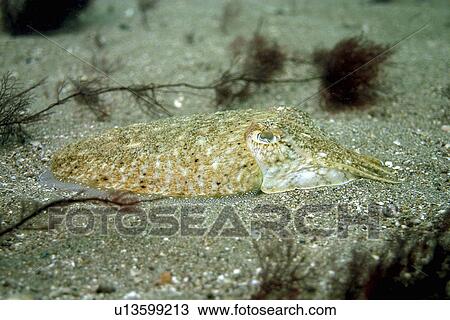 Cuttlefish in sand Sepia officinalis, Jersey, British Isles View Large Photo Image Stock Image - Cuttlefish in sand Sepia officinalis, Jersey, British Isles. Fotosearch