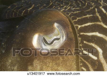 Stock Photo - Cuttlefish (Sepia officinalis) Close up of eye. Babbacombe, Torquay, South Devon, UK. Fotosearch