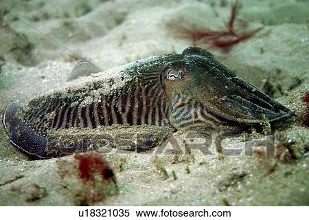 Cuttlefish Sepia officinalis, Jersey, British Isles View Large Photo Image Stock Photography - Cuttlefish Sepia officinalis, Jersey, British Isles. Fotosearch