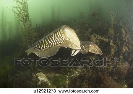 Stock Photo - Cuttlefish (Sepia officinalis) Courtship. Babbacombe, Torquay, South Devon, UK. Fotosearch