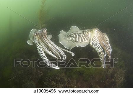Stock Photograph - Cuttlefish (Sepia officinalis) Two swimming. Babbacombe, Torquay, South Devon, UK. Fotosearch