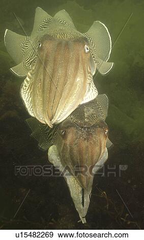 Stock Photo - Cuttlefishes (Sepia officinalis). Babbacombe, Torquay, South Devon, UK. (rr). Fotosearch